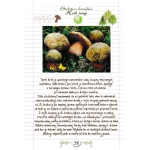 Huby - Malý atlas húb do batoha – Obrázok 2