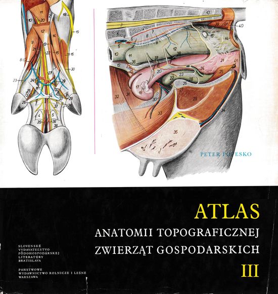 23602 Atlas anatomii topograficznej zwierzat gospodarskich III – Obrázok 1