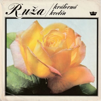 Ruža, kráľovná kvetín