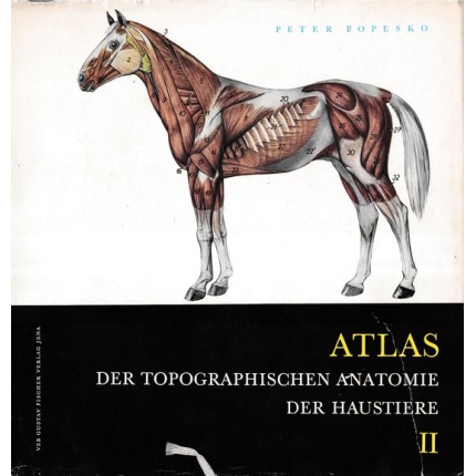 Der topographischen Anatomie der Haustiere II